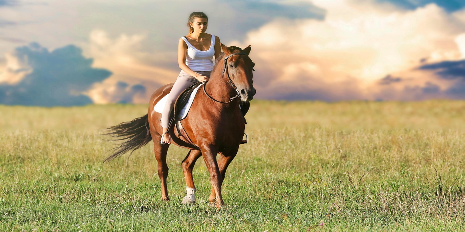 Une jeune femme sur le dos d'un cheval brun foncé dans le milieu d'un champ