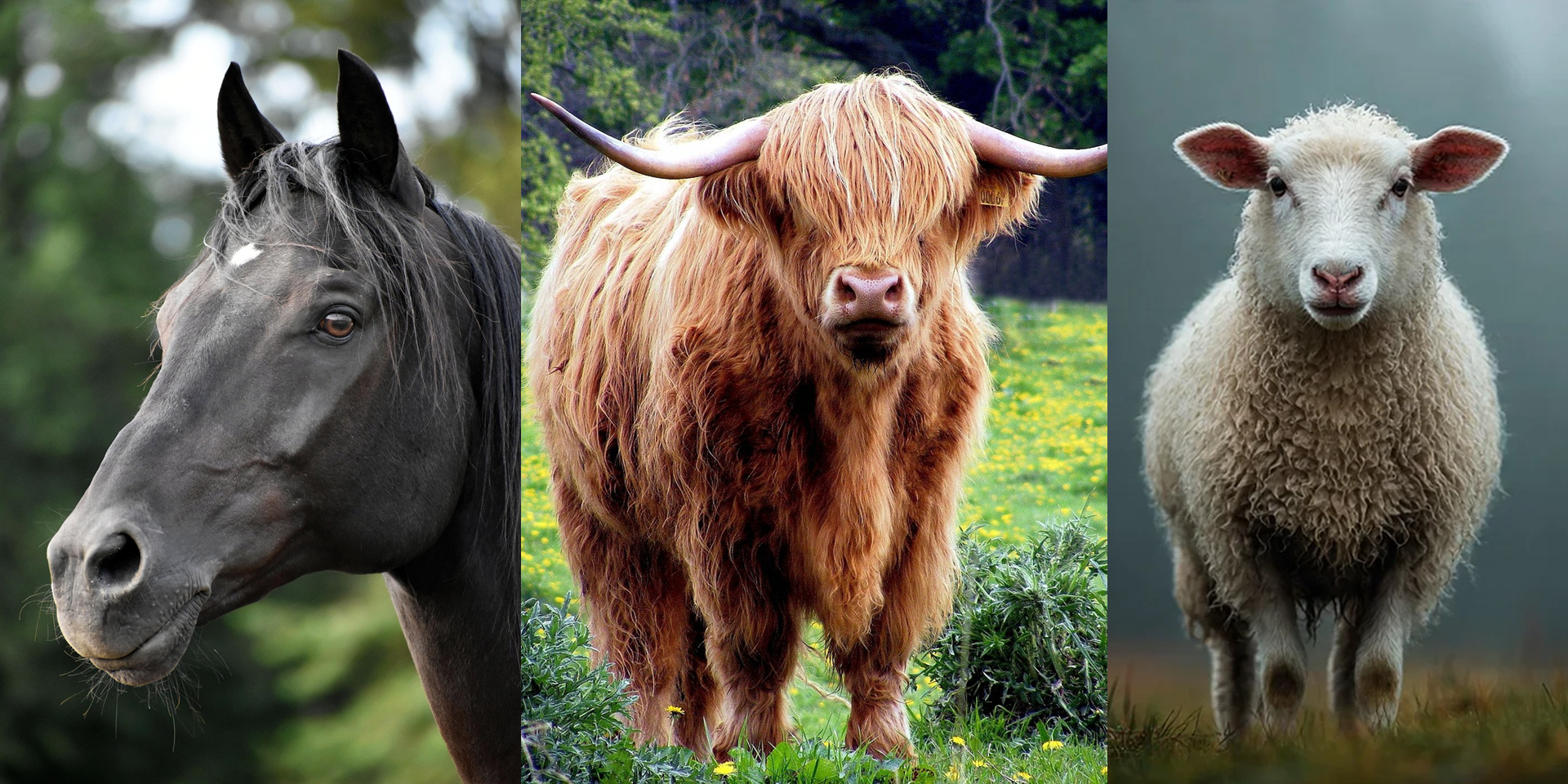 Collage de trois photos: une tête de cheval noir, une vache Highland à poil long avec cornes longues et un mouton blanc