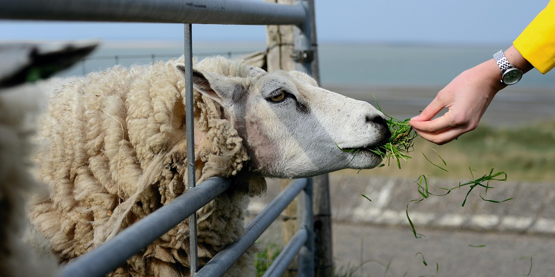 Un mouton blanc qui se fait donner de l'herbe par un humain et on voit juste la main.