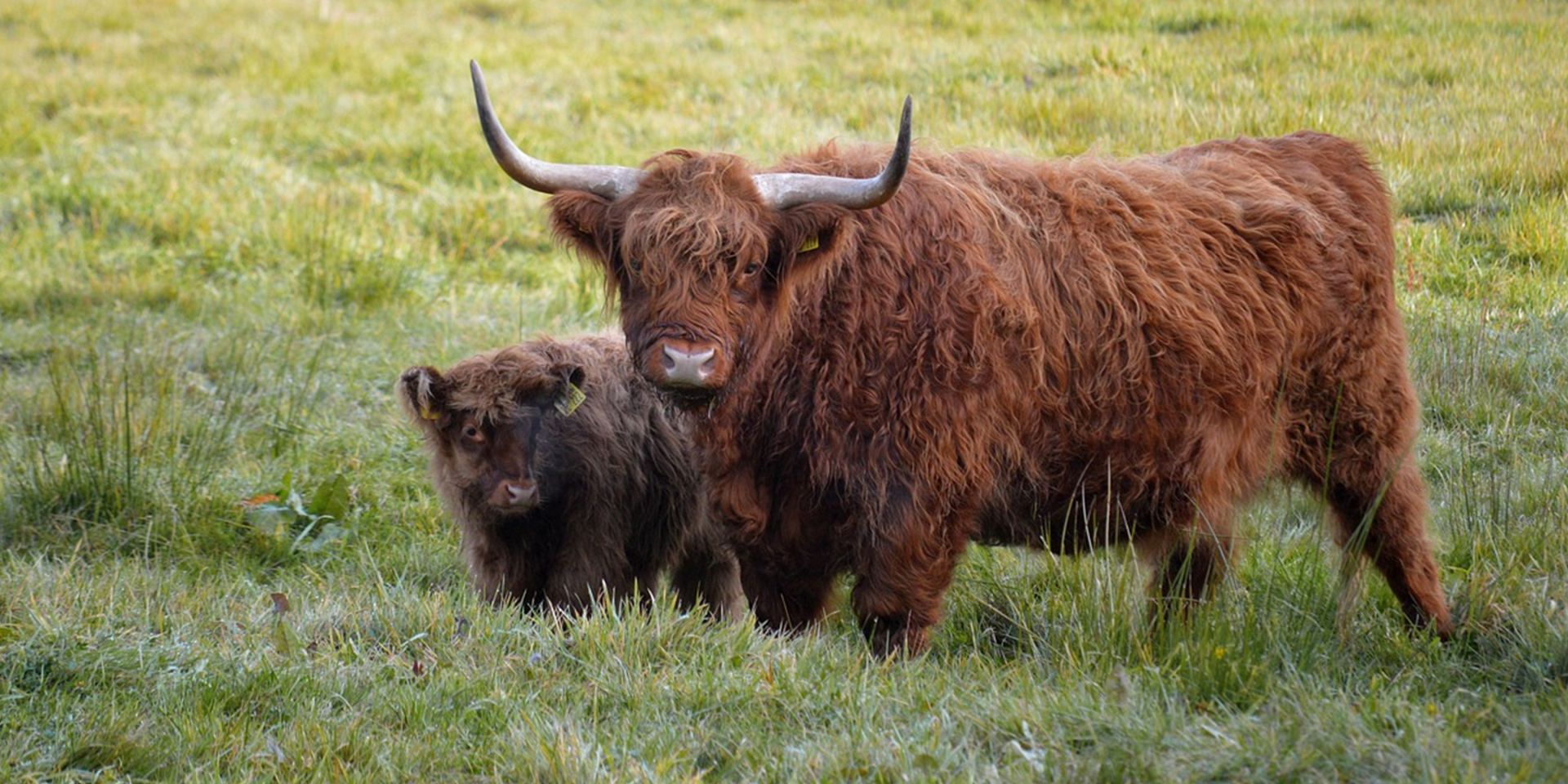 Une vache Highland, une vache qui a le poil long et des cornes ayant un angle de 90 degrés vers le haut.