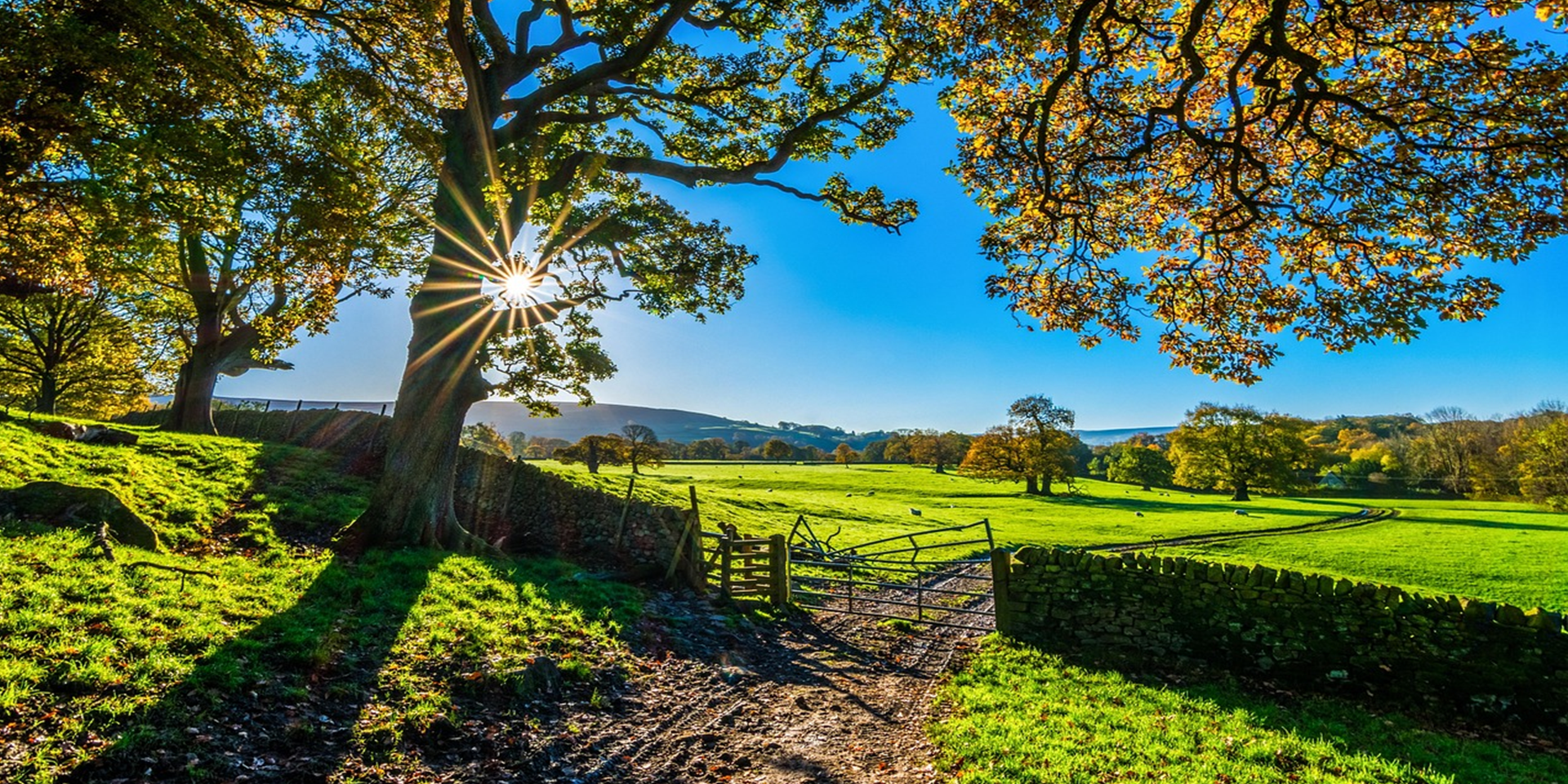 Un beau champ vert avec un grand arbre. Au travers de ses branches passent des rayons de soleil.