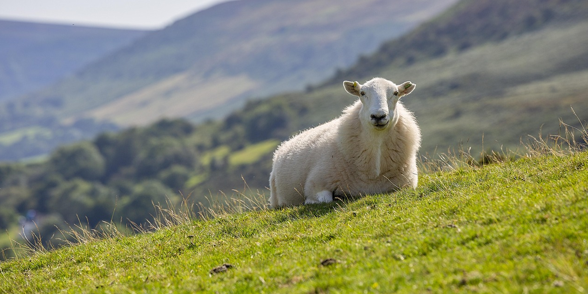 Un mouton blanc couché dans l'herbe dans la pente d'une montagne